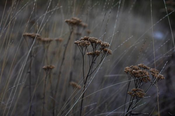 Wild plants