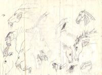 Horse fight