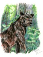 Black panther