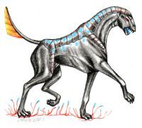 Male Fire Tail