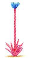 Sword Leaf