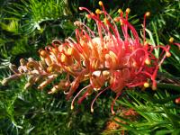 Grevillea