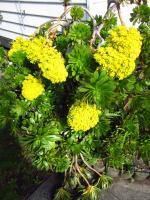 Aeonium in flower
