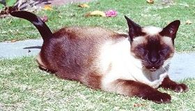 Tikky, circa 1983