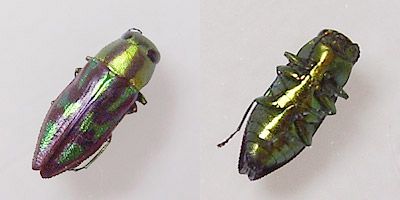 Pretty beetle