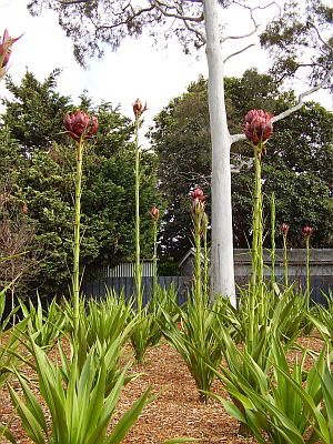 Weird stalk flowers