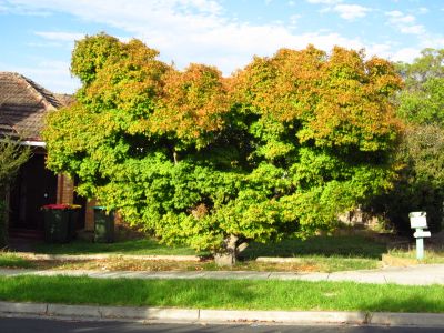 Japanese Maple