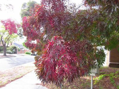 Claret Ash