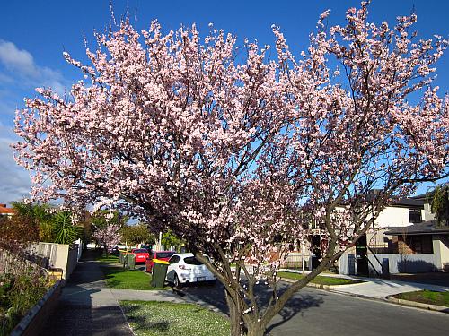 Cherry blossom, Fairbank Road